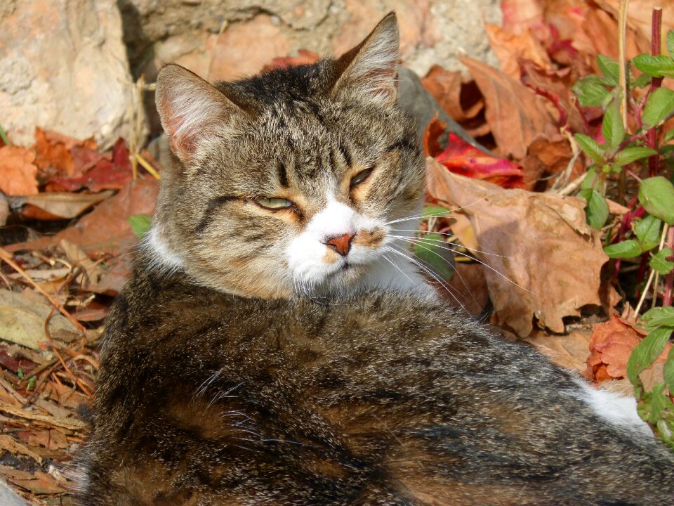Look disdain feline
