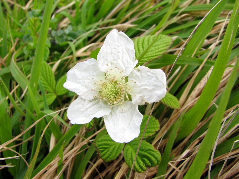 Spring flowers plants beautiful