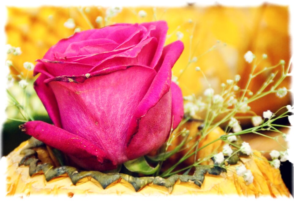 Red rose rose blooms flower
