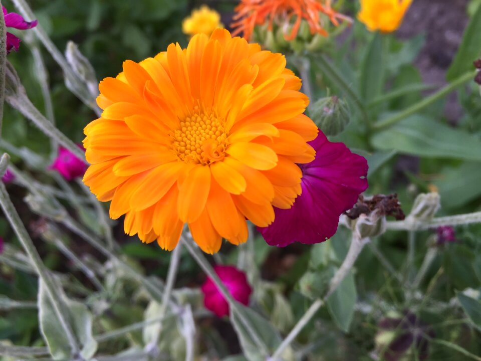 Garden orange sun