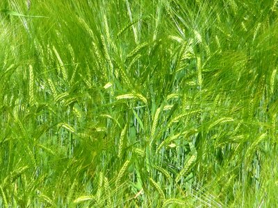 Grain rye wheat field photo