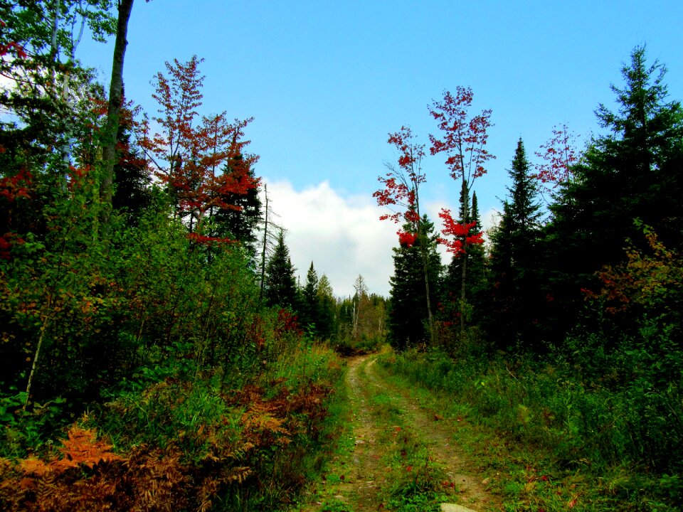 Forest pathway nature trail