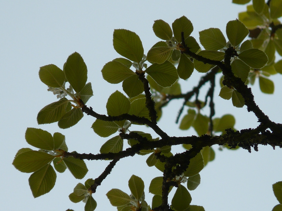Leaves backlighting airy