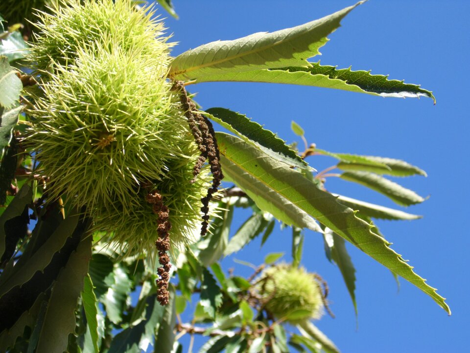 Chestnut castanea sativa Free photos