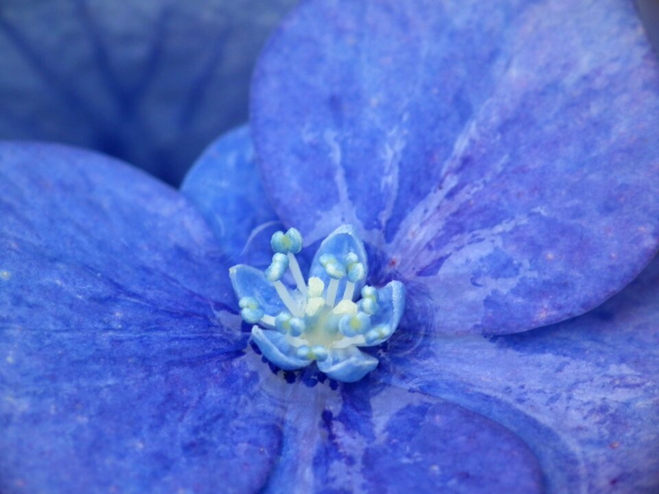 Macro blossom bloom