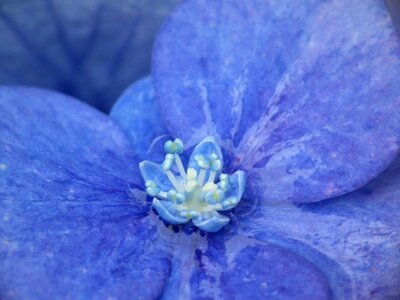 Macro blossom bloom