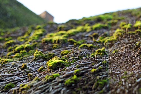 Thatched roofs moss chimney photo