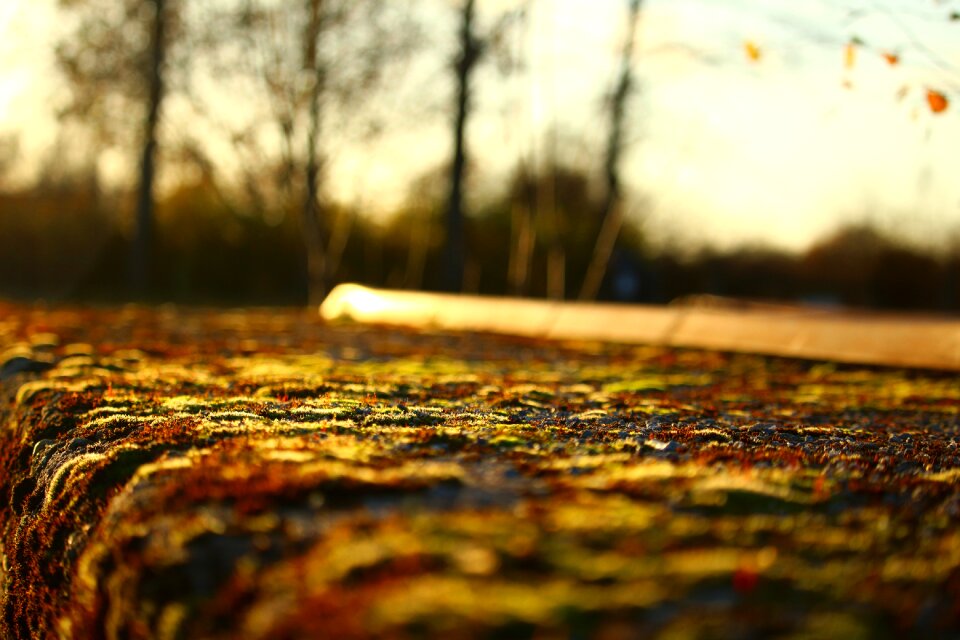 Moss fall foliage evening light