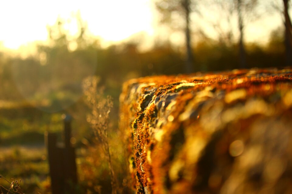 Moss fall foliage evening light