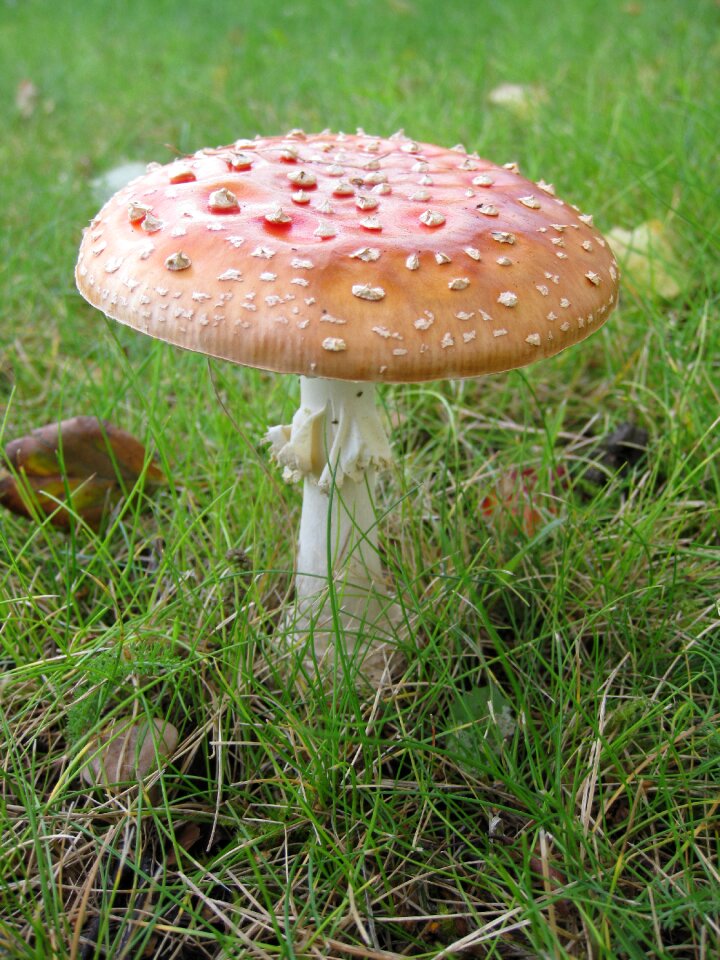 Mushroom autumn nature