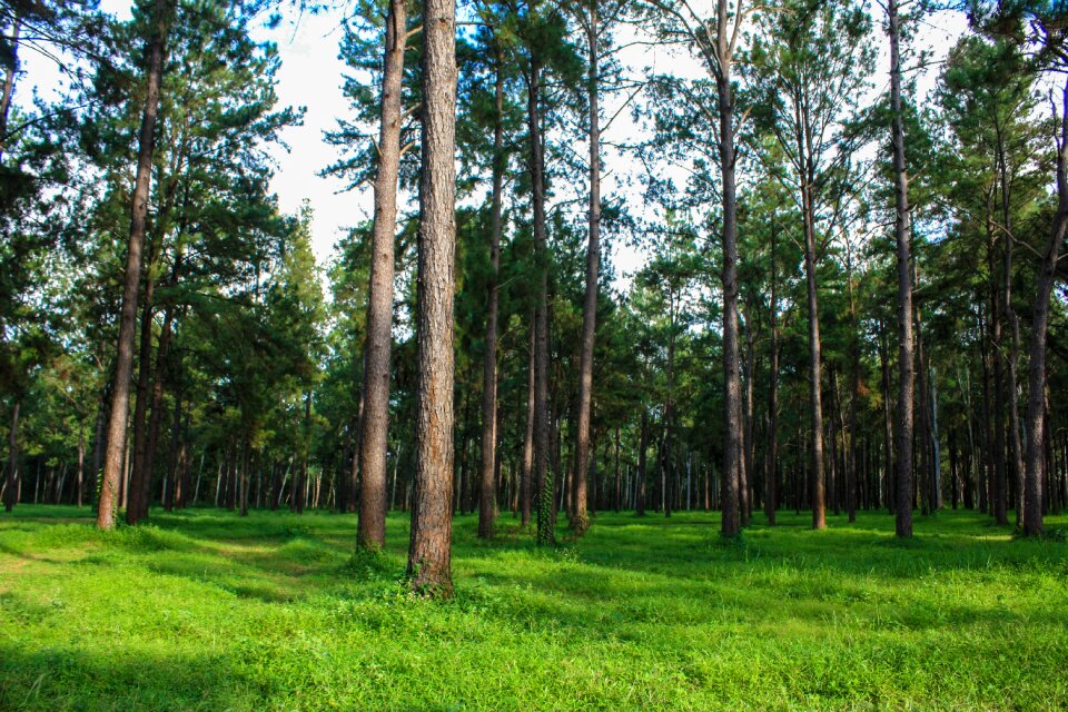 Pine tree natural
