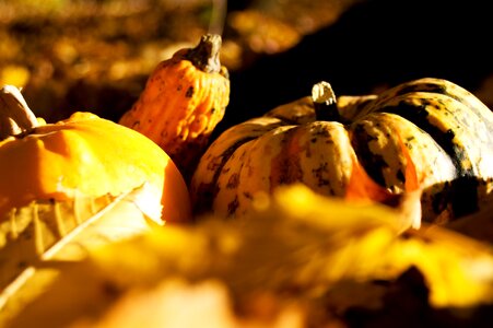 Halloween gourd decorative squashes photo
