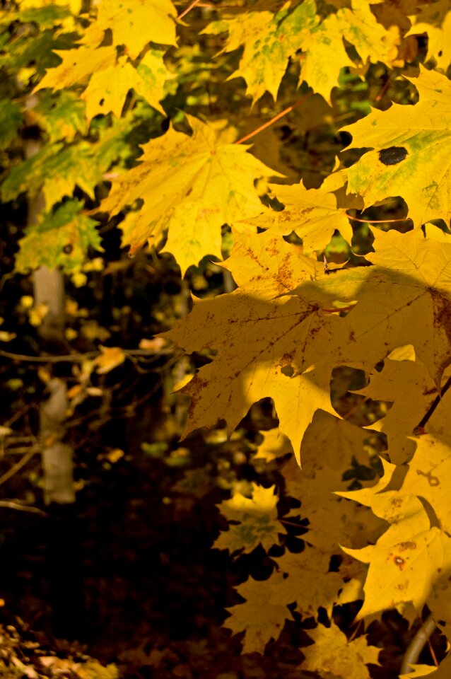 Nature yellow yellowish
