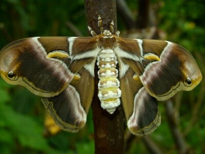 Moth giant animal photo