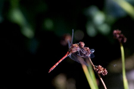 Nature insect lighting