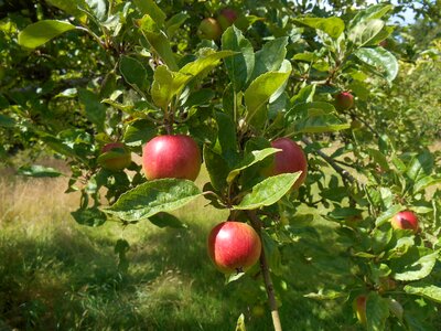 Apples garden food photo