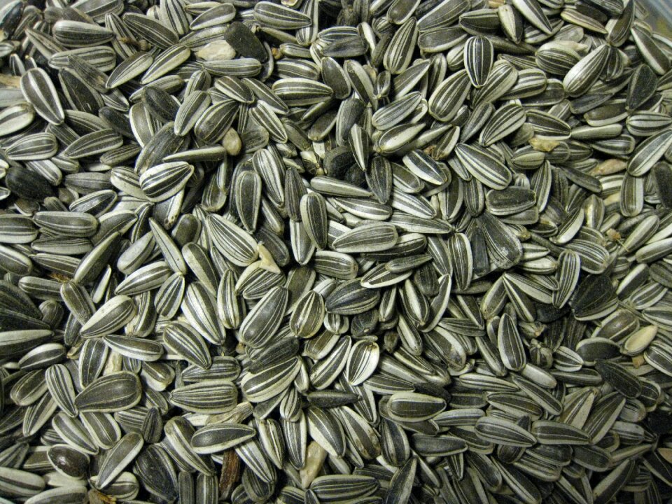 Seed sunflower bird food