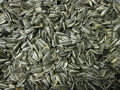 Seed sunflower bird food