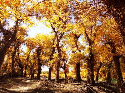 Populus euphratica forest afternoon autumn