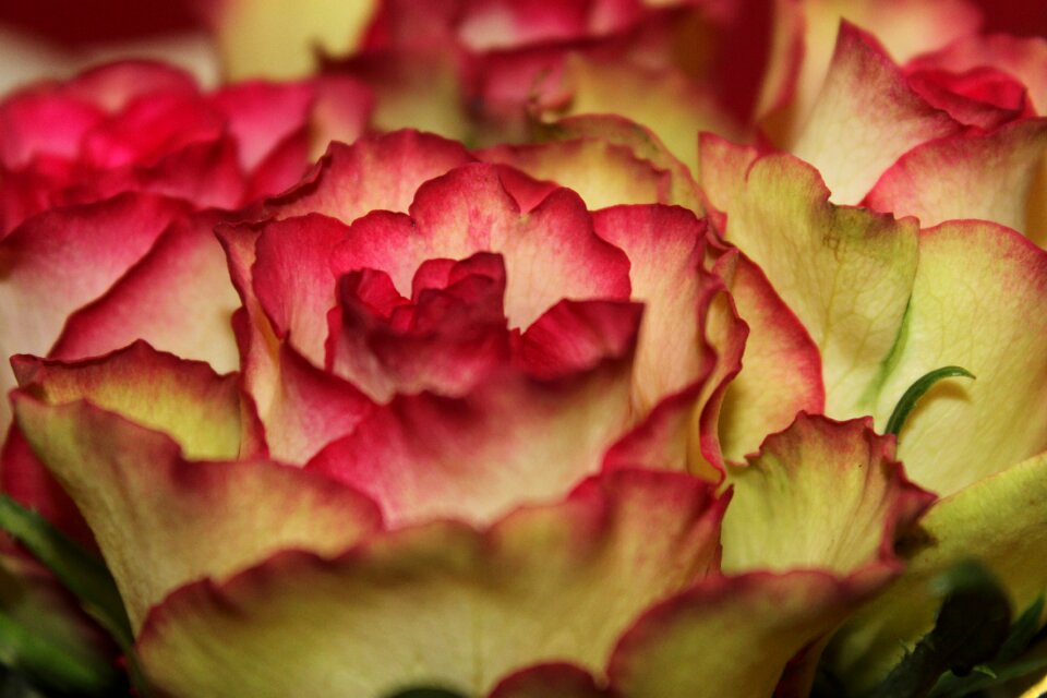 Petal pink rose flowers
