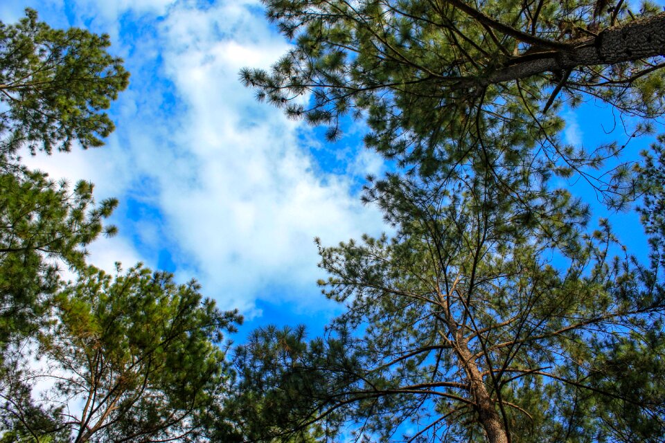 Pine tree natural