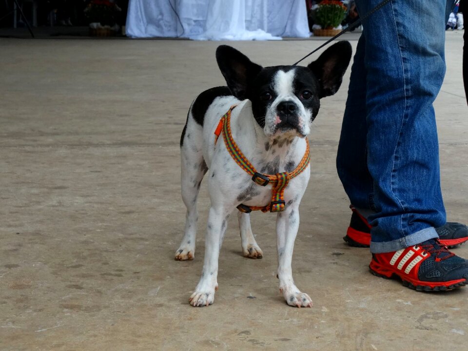 Domestic animals french bulldog bulldog