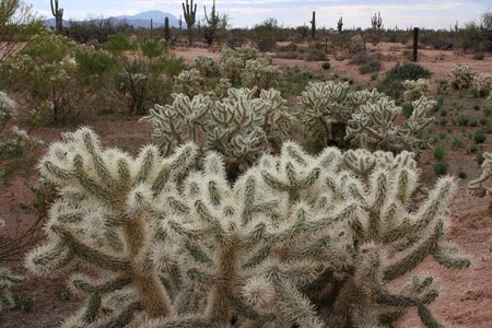 Arizona desert gardens rv park cactus