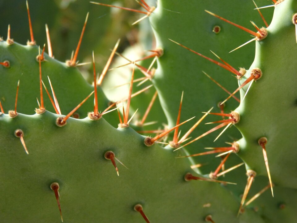 Thorns skewers chumberas