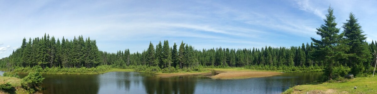 Tranquil forest landscape scenery