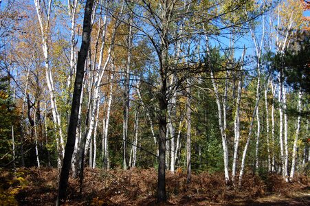 Birch trees nature forest photo