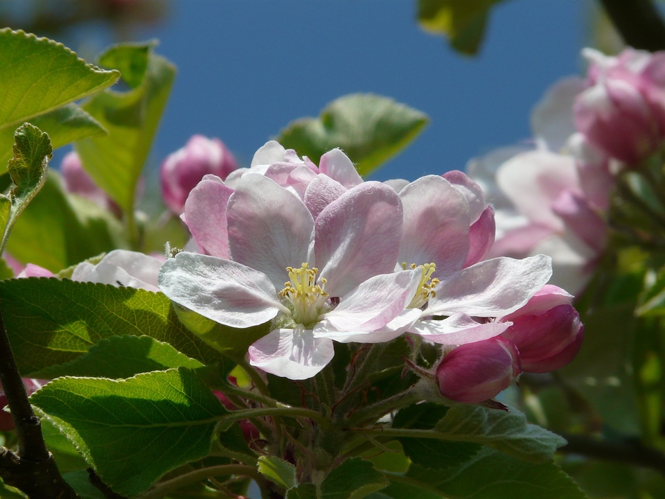 Bloom bloom pink