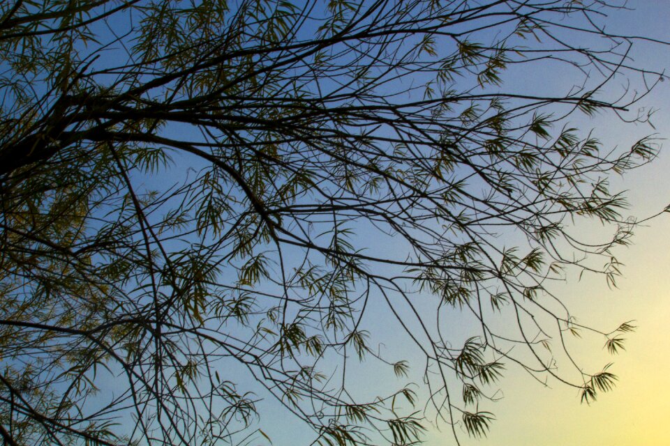 Landscape forest landscape sky