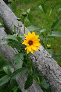 Green nature plant