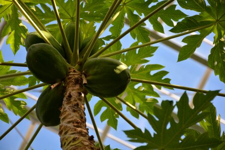 Green greenhouse palm