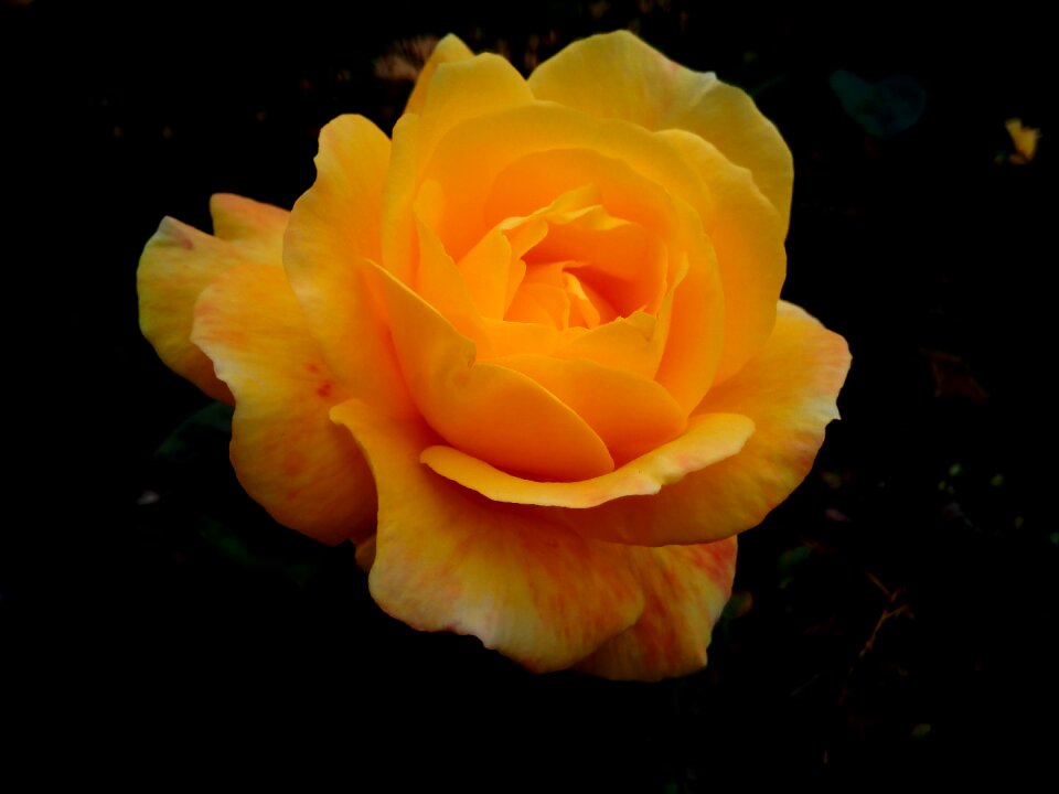 Flower yellow garden
