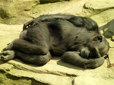 Wild resting laziness