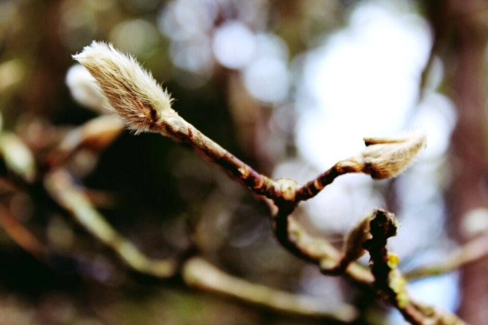 Plant branch close up