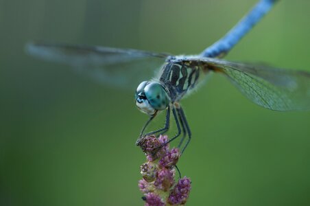 Insect blue