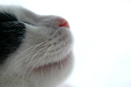 Whiskers cats's picture page cow cat