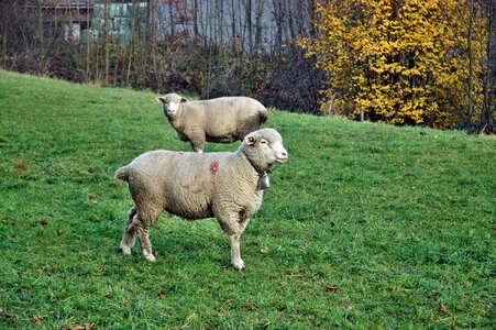 Pasture livestock graze