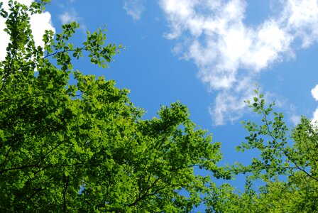 Leaf branches beautifully
