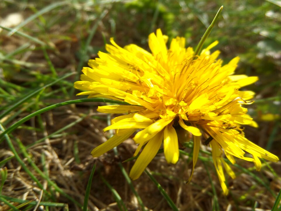 Flower macro yellow