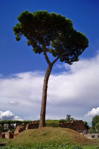 Tree trees sky