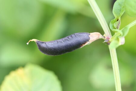 Light green fruits black bean