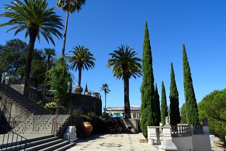 Architecture palm tree photo