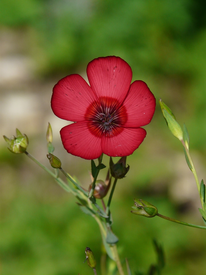 Flower red translucent