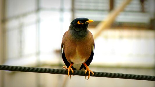 Bird wildlife