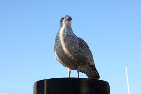 Baltic sea water bird seevogel