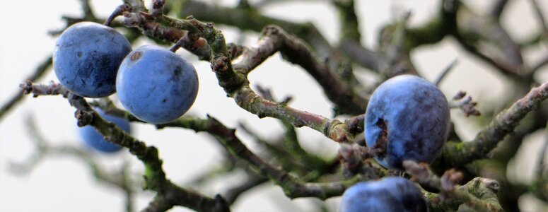 Nature tree seasons