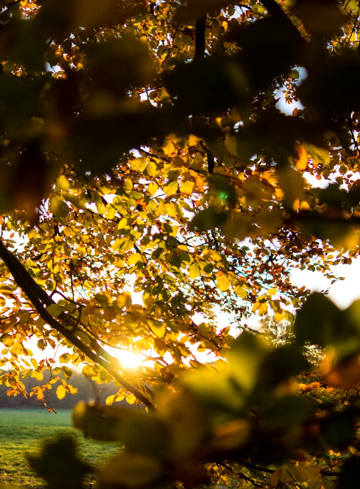 Mood backlighting fall leaves